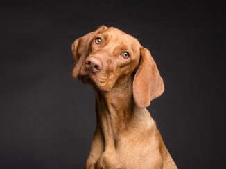 Как се лекуват ушните акари при кучета?
