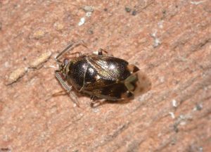 What do bedbug bites look like?