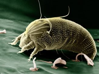 Dust mite how to get rid of at home