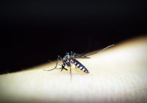 כיצד להסוות עקיצות יתושים