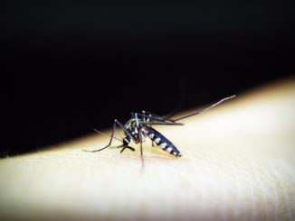 Ako zamaskovať uhryznutie komárom