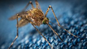 Nápravný prostriedok proti uhryznutiu komárom, aby sa zabránilo svrbeniu