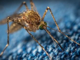 A szúnyogcsípések orvoslása a viszketés megelőzése érdekében
