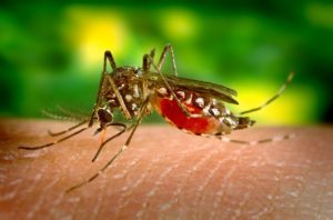 Pemulihan rakyat untuk gigitan nyamuk