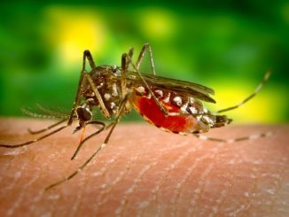 Folkrättsmedel mot myggstugg