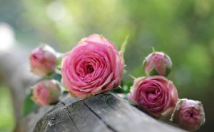 How to spray a rose from pests