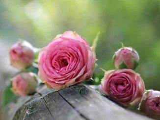 איך לרסס ורד ממזיקים
