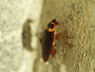 Agran kakerlakker anmeldelser