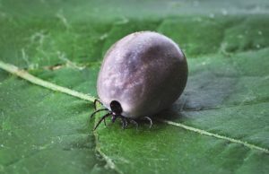 What will happen after a bite of an encephalitis tick